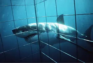 Pointer: Great White / White / White Pointer SHARK - passing cage