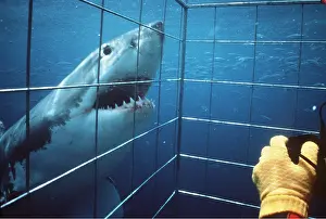 Pointer: Great White / White / White Pointer SHARK - Photographer