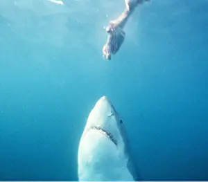 Kill: Great White / White / White Pointer SHARK - rising for bait