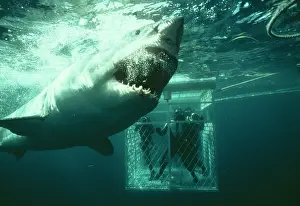 Carcharias: Great White / White / White Pointer SHARK - & scuba