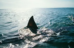Carcharias: Great White / White / White Pointer SHARK - Silhouette