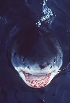 Pointer: Great White / White / White Pointer SHARK - Smile of death