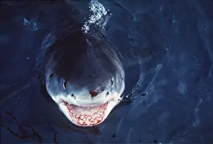 Jaws: Great White / White / White Pointer SHARK - SMILE OF DEATH