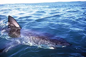 Pointer: Great White / White / White Pointer SHARK - ON SURFACE