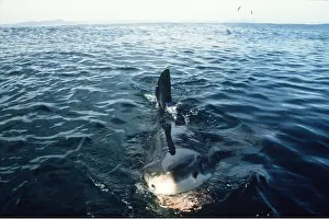 Pointer: Great White / White / White Pointer SHARK - Surfacing