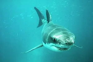 Carcharodon: Great White / White / White Pointer SHARK - swimming