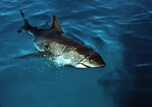 Carcharias: Great White / White / White Pointer SHARK - swims