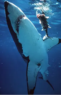 Jaws: Great White / White / White Pointer SHARK - swims past bait