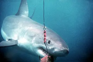 Carcharias: Great White / White / White Pointer SHARK - takes