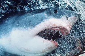 Attacking: Great White / White / White Pointer SHARK-TAKES BAIT