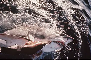 Kill: Great White / White / White Pointer SHARK - taking