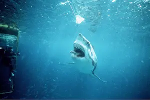 Jaws: Great White / White / White Pointer SHARK - taking