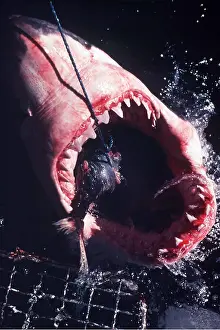 Bait: Great White / White / White Pointer SHARK - Taking bait