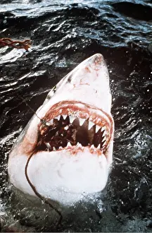 Jaws: Great White / White / White Pointer SHARK - taking bait