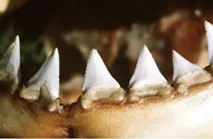 Jaws: Great White / White / White Pointer SHARK - TEETH