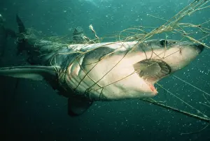Casualties: Great White / White / White Pointer SHARK - trapped