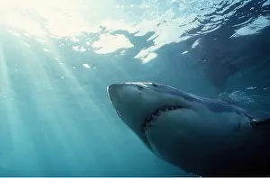 Rays: Great White / White / White Pointer SHARK - underside