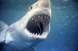 Carcharodon: Great White / White / White Pointer SHARK - underwater