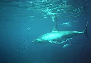 Carcharodon: Great White / White / White Pointer SHARK - underwater