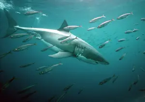 Carcharias: Great White / White / White Pointer SHARK - underwater