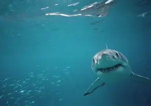 Carcharias: Great White / White / White Pointer SHARK - underwater
