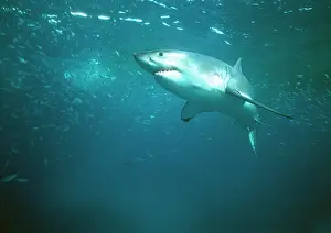 Carcharias: Great White / White / White Pointer SHARK - underwater