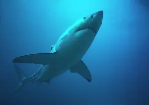 Carcharias: Great White / White / White Pointer SHARK - underwater