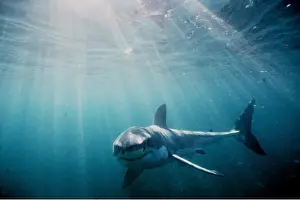 Rays: Great White / White / White Pointer SHARK - underwater