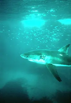 Carcharias: Great White / White / White Pointer SHARK - side view