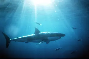 Rays: Great White / White / White Pointer SHARK - side view