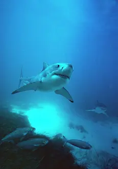 Carcharodon: Great White / White / White Pointer SHARK - x2