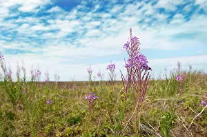 Epilobium: Great Willowherb