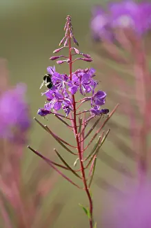 Epilobium: Great Willowherb
