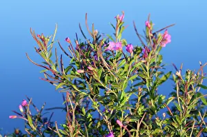 Epilobium: Great Willowherb