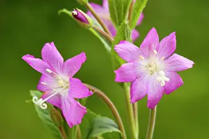Epilobium: Great Willowherb / Codlins and Cream - in flower
