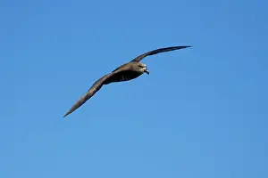 Petrels: Great-winged Petrel