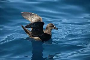 Eden: Great-winged Petrel - At sea off Eden