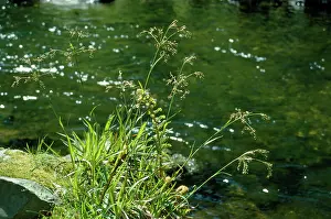 Rushes: GREAT WOOD RUSH BY WATER