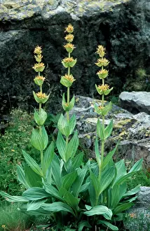 Gentiana: Great Yellow Gentian