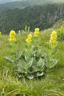 Cirque: great yellow gentian (Gentiana lutea) over the cirque