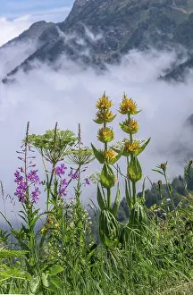 Bob Gibbons: Great yellow gentian, Gentiana lutea, Rosebay Wi