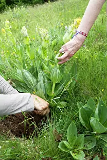 Cantal: The great yellow gentian is widely used in distillation