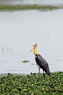 Leptoptilos: Greater Adjutant Stork