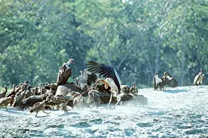 Stealing: Greater Adjutant Stork - with Indian Griffon Vulture