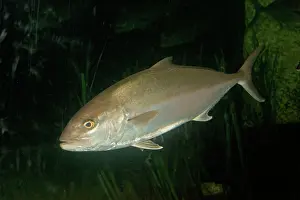 Seriola: Greater Amberjack