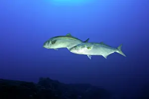 Caranx: Greater amberjack, Seriola dumerili, Santa Maria