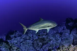 Caranx: Greater amberjack, Seriola dumerili, Santa Maria
