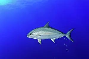 Caranx: Greater amberjack, Seriola dumerili, Santa Maria