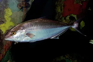 Seriola: Greater Amberjack - tropical reefs around the world