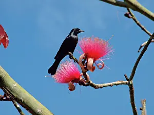 Antillean: Greater Antillean Grackle